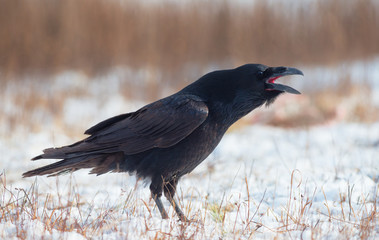 Raven calling. Corvus corax