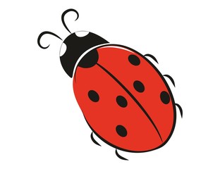Drawing of ladybug.