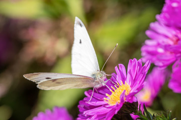 Pieris rapae - Small cabbage white - Butterfly