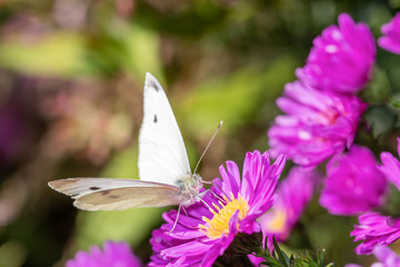Pieris rapae - Small cabbage white - Butterfly