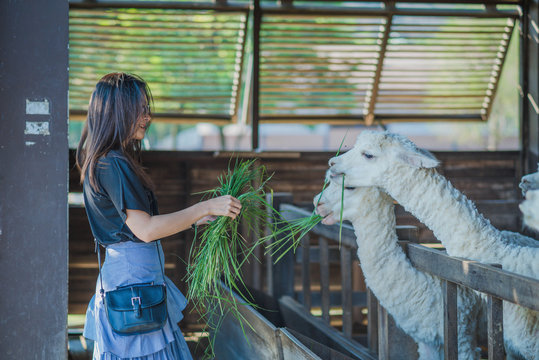 Women feeding alpaca in the farm.