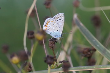  41/5000 Small insects in the grass, photo Czech Republic