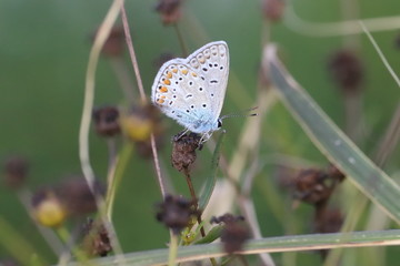  41/5000 Small insects in the grass, photo Czech Republic