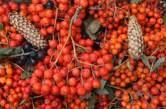 Autumn arrangement of red and black rowan berries and fir cones