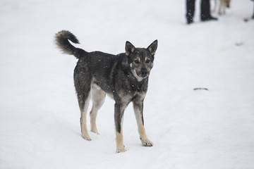 Hungry stray dog during a snowstorm