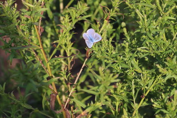  41/5000 Small insects in the grass, photo Czech Republic