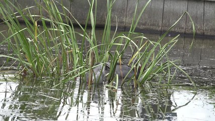 eurasian coot and small coot protected in the grass