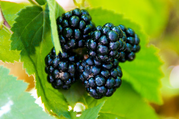 fresh blackberries in a garden