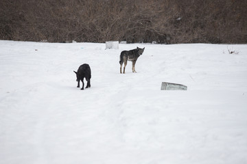 Hungry stray dog during a snowstorm