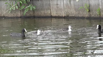 eurasian coot and small coot dive after feed