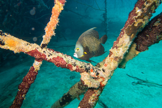 French angelfish (pomacanthus paru) looking for protection between poles on the deck on the underwater ship wreck of the Hilma Hooker sunken on the reef of tropical Bonaire island