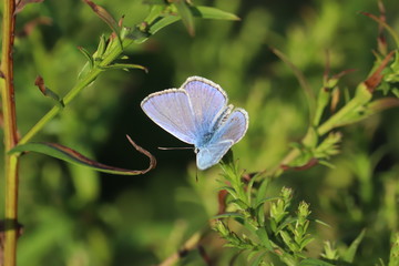  41/5000 Small insects in the grass, photo Czech Republic