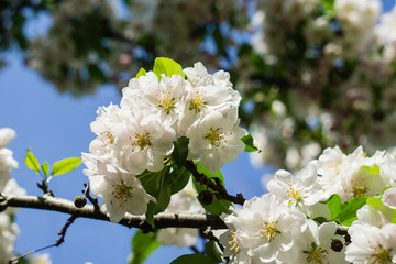 Zierapfel Malus Van Eseltine Baumblüte Apfelblüte Apfelbaum