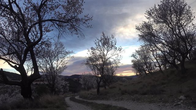 Landscape with almond trees at sunset in Morella