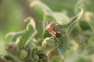  41/5000 Small insects in the grass, photo Czech Republic