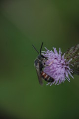  41/5000 Small insects in the grass, photo Czech Republic