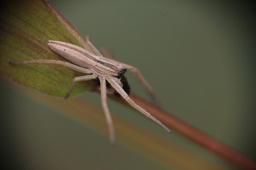 Tiny insects in the grass