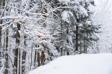 Snow covered trees in the winter forest
