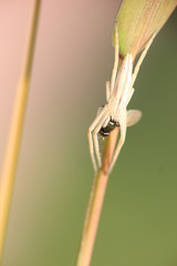 Tomb animals in grass photo Czech Republic, Europe