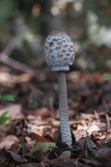 Mushrooms in the forest, photo Czech republic, Europe