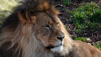 Naklejka na ściany i meble Headshot of a male lion.