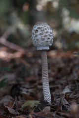 Mushrooms in the forest, photo Czech republic, Europe