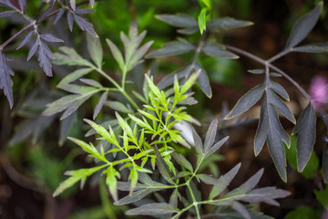 ブラックレースの葉っぱ