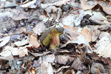 Naklejka premium Mushrooms in the forest, photo Czech republic, Europe