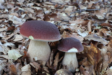 Mushrooms in the forest, photo Czech republic, Europe