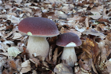 Mushrooms in the forest, photo Czech republic, Europe