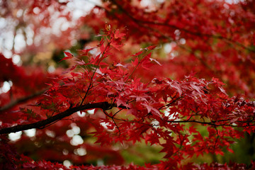 大田黒公園 真っ赤に色づいた紅葉
