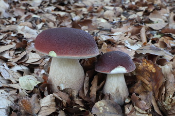Mushrooms in the forest, photo Czech republic, Europe