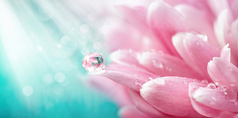 Beautiful drop of water morning dew on petal of pink chrysanthemum flower with summer spring...