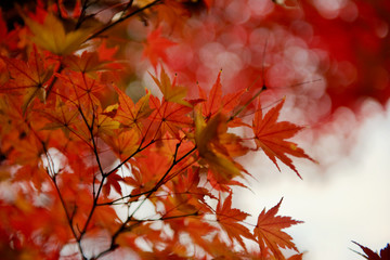 大田黒公園 真っ赤に色づいた紅葉