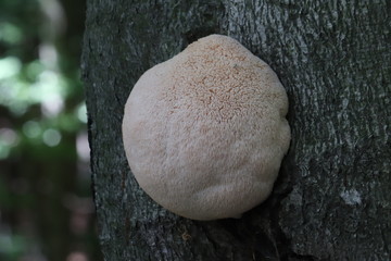 Mushrooms in the forest, photo Czech republic, Europe