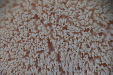 Mushrooms in the forest, photo Czech republic, Europe