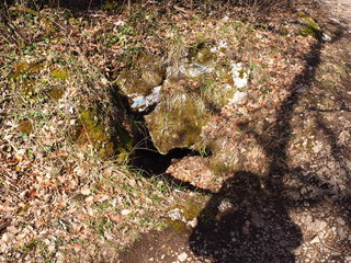 Forest in the Chartreuse mountain