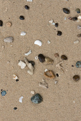 Fototapeta na wymiar Crushed coral stone on the beach