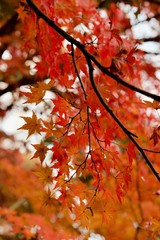 大田黒公園 真っ赤に色づいた紅葉