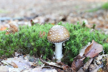 Mushrooms in the forest, photo Czech republic, Europe