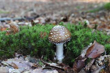 Mushrooms in the forest, photo Czech republic, Europe