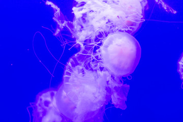 Poisonous tropical jellyfish