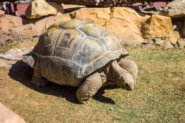 Giant aldabra tortoise (Aldabrachelys gigantea) on the grass