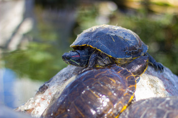 Yellow-bellied slider turtle (Trachemys scripta scripta) in a pond