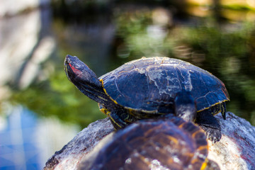 Yellow-bellied slider turtle (Trachemys scripta scripta) in a pond