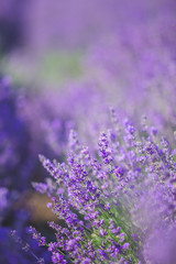 Violet lavender field in Provence with place for text on the top