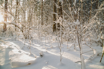 bushes and trees in the winter forest on a sunny day