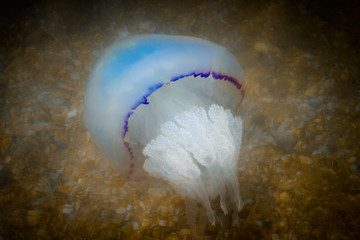 huge jellyfish cornerot