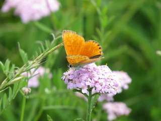 butterfly and flower