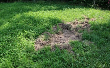 Dégâts causés par les sangliers